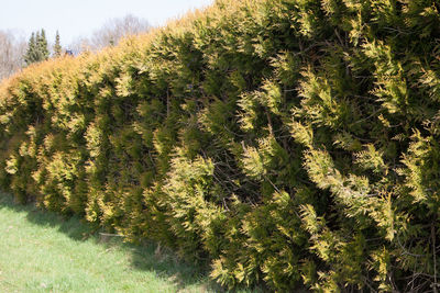 Plants growing on land