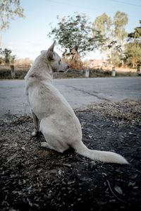 White dog relaxing on field