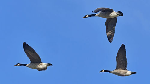 Low angle view of seagulls flying