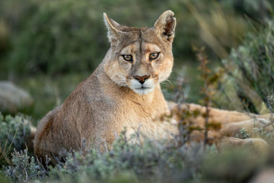 Close-up of lioness