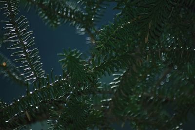 Close-up of fresh green plant