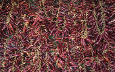 Full frame shot of red leaves