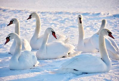 White swans on the snowy beach in gdynia