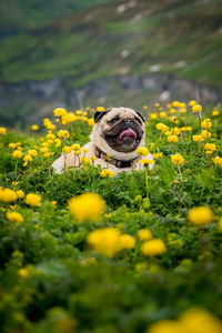 Close-up of a flower with dog on field