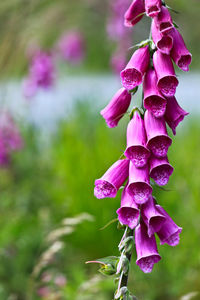 Close-up of pink flowers