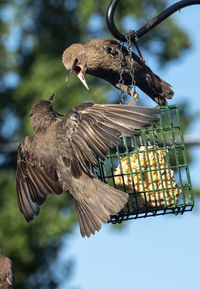 Birds at the suet feeder.
