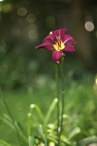 Close-up of flower blooming outdoors