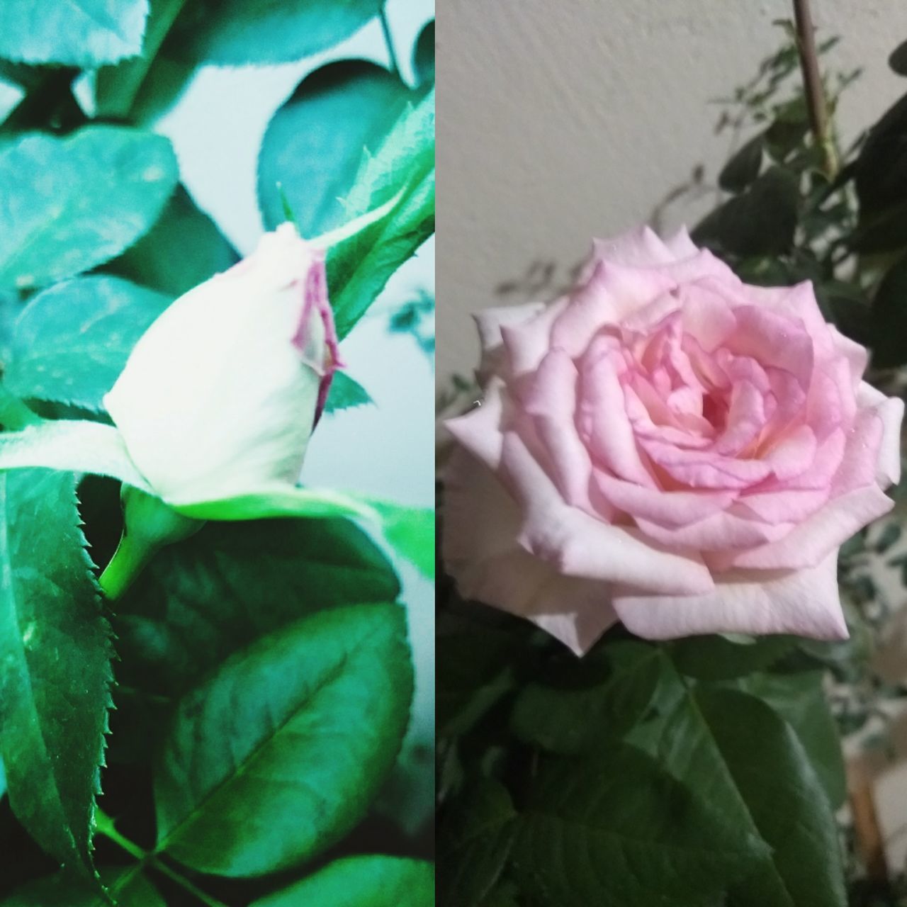 CLOSE-UP OF PINK ROSES