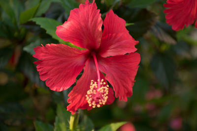 Close-up of red hibiscus