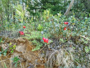 Close-up of red flowers