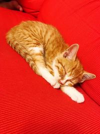 Close-up of cat sleeping on red sofa