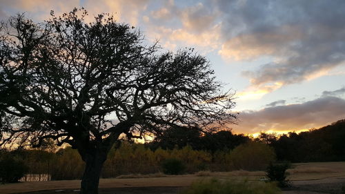 Silhouette trees on field against sky at sunset