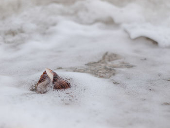 Close-up of crab on sand