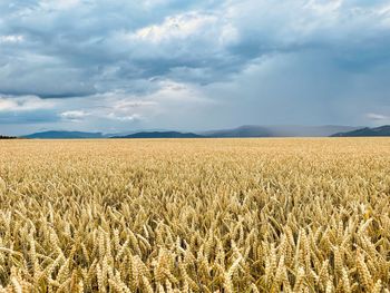 Scenic view of agricultural field against sky