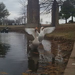 Birds in calm water