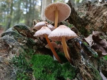 Close-up of mushrooms growing outdoors