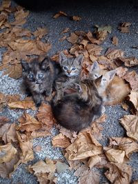 Close-up portrait of cat with autumn leaves