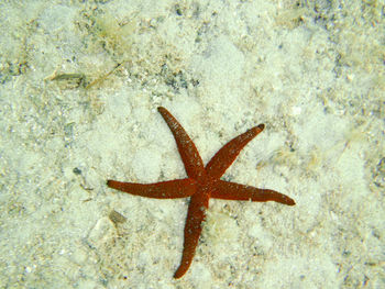 Close-up of sea shore