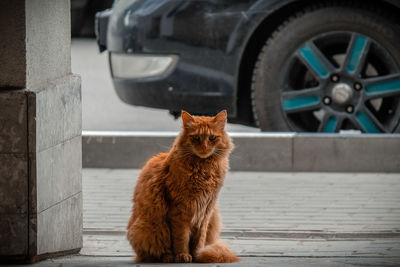 Portrait of a cat