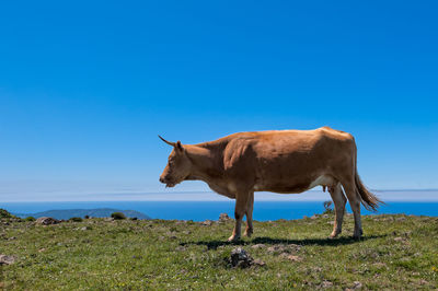 View of a horse on field