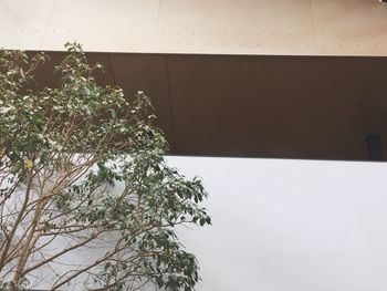 Close-up of plant against clear sky