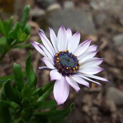 Close-up of bee on purple flower