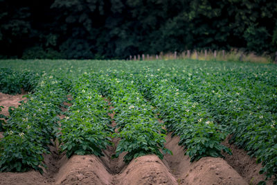 Beautiful view of flowering potatoes with green tops.