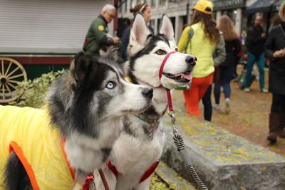 Close-up of dog looking away outdoors