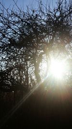 Sun shining through trees