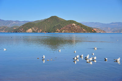 Flock of birds in lake against sky