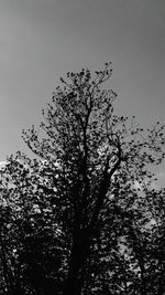 Low angle view of bare trees against sky