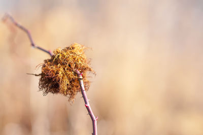 Close-up of wilted plant