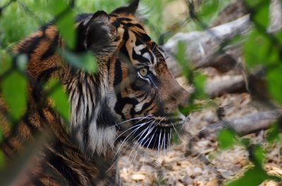 Full length of a tiger