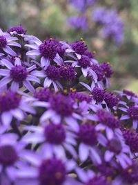 Close-up of purple flowering plants