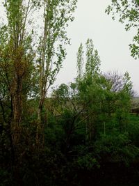 Low angle view of trees in forest against sky