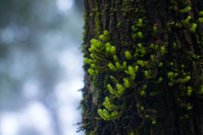 Close-up of moss growing on tree trunk