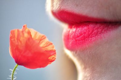 Close-up of red rose flower