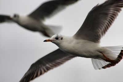 Close-up of seagull flying