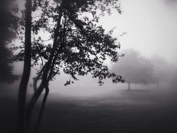 Trees in foggy weather