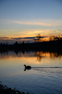 Sunset in pfaffikersee in switzerland near zurich