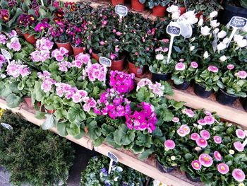 Full frame shot of pink flowers