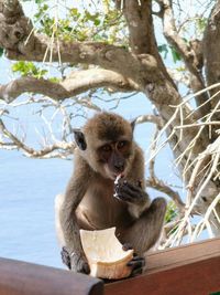 Monkey sitting on tree