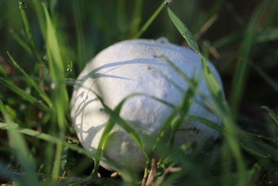 Close-up of green ball on field