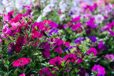 Close-up of pink flowering plants in park