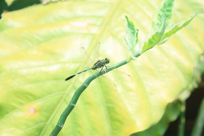 Close-up of insect on leaf