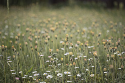 Close-up of white flowering plants on field