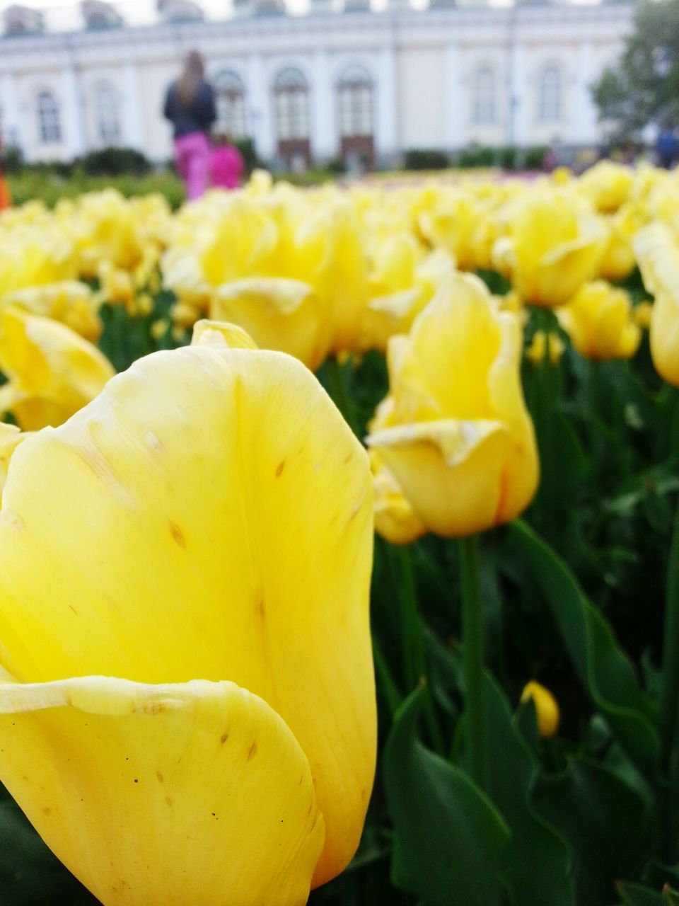 flower, yellow, plant, growth, petal, outdoors, nature, freshness, fragility, beauty in nature, flower head, close-up, blooming, blossom, focus on foreground, day, building exterior, architecture, springtime, no people