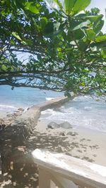 Close-up of tree on beach