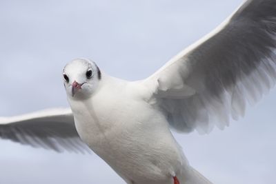 Low angle view of seagull flying