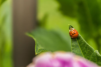 Close-up of ladybug on leaf